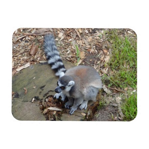 Ring_tailed Lemur 2 Magnet