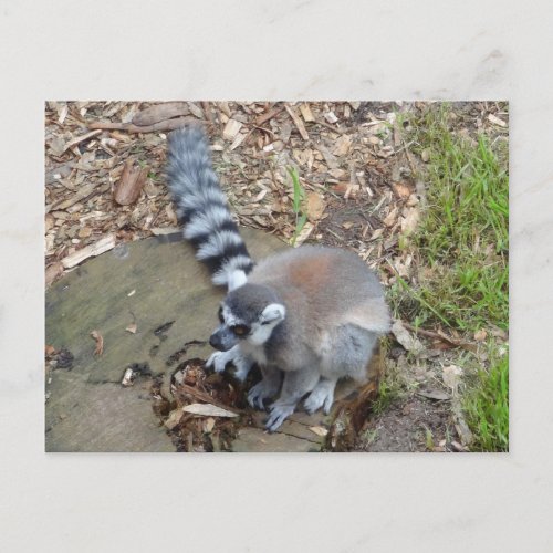 Ring_tailed Lemur 2 Postcard