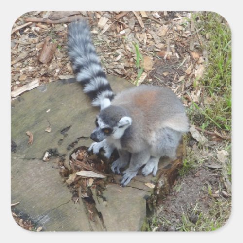 Ring_tailed Lemur 2 Stickers