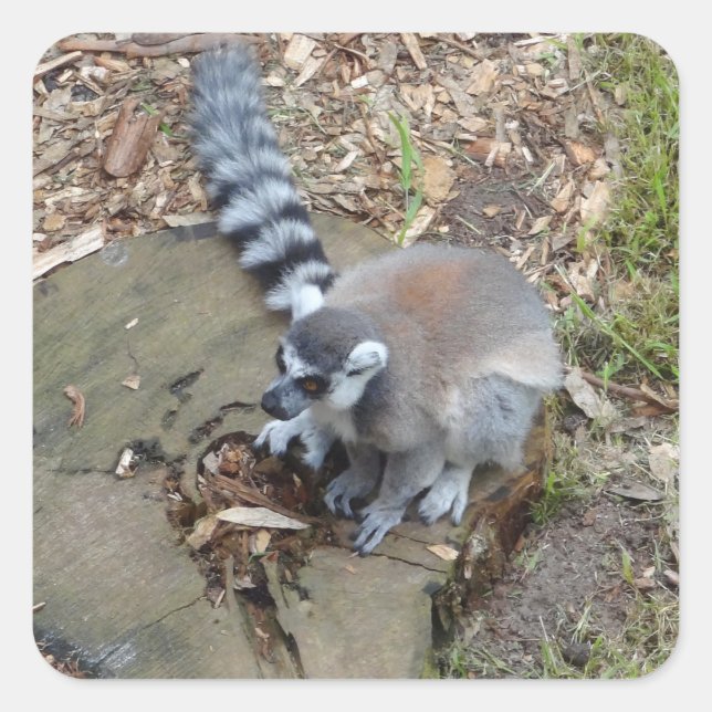Ring-tailed Lemur #2 Stickers (Front)
