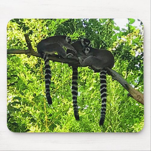 Ring_tailed Lemur 3 Mouse Pad