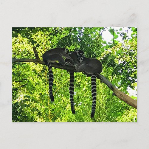 Ring_tailed Lemur 3 Postcard