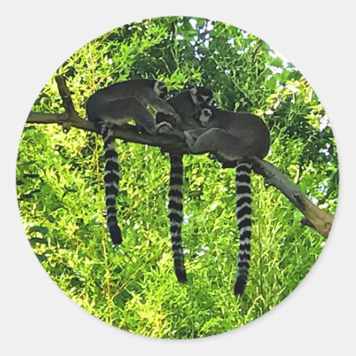 Ring_tailed Lemur 3 Stickers