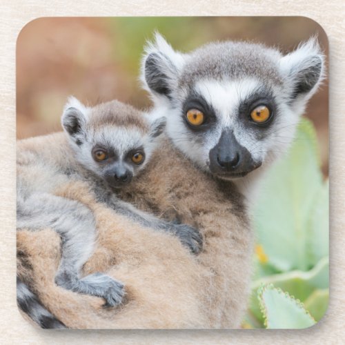 Ring_Tailed Lemur Baby on its Mothers Back Beverage Coaster