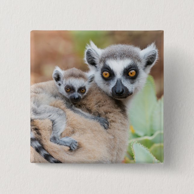 Ring-Tailed Lemur Baby on its Mother's Back Button (Front)