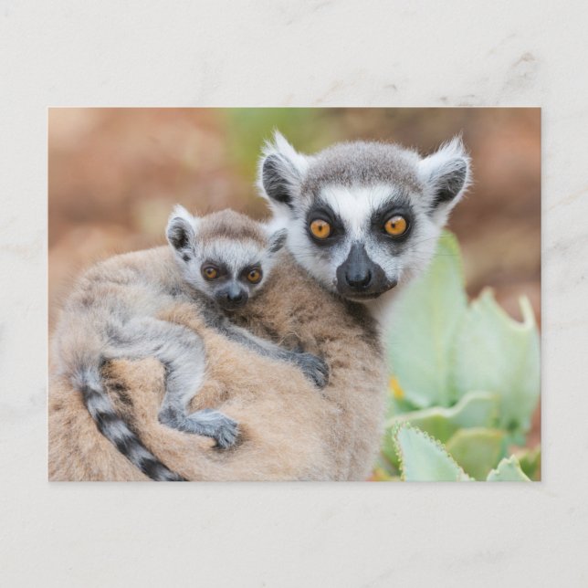 Ring-Tailed Lemur Baby on its Mother's Back Postcard (Front)
