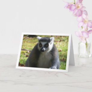 Ring-tailed Lemur Card