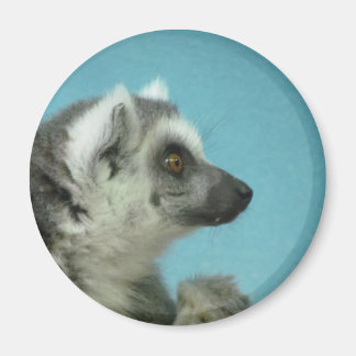 Ring-tailed Lemur Classic Magnet