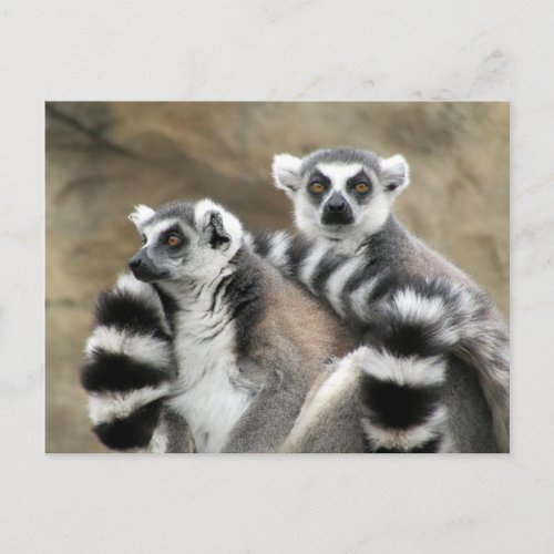 ring_tailed lemur couple postcard