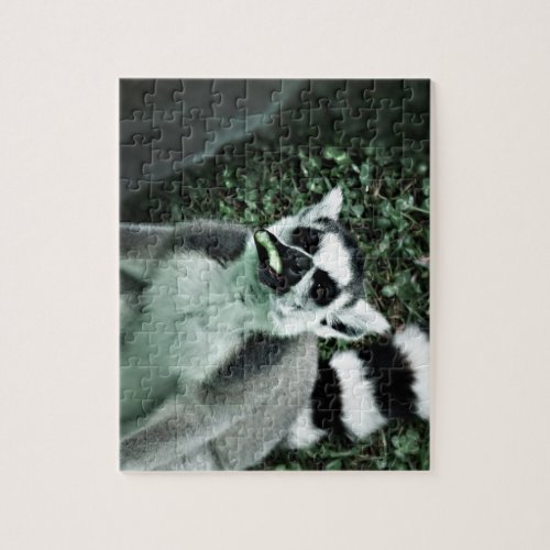 Ring tailed lemur eating watermelon jigsaw puzzle