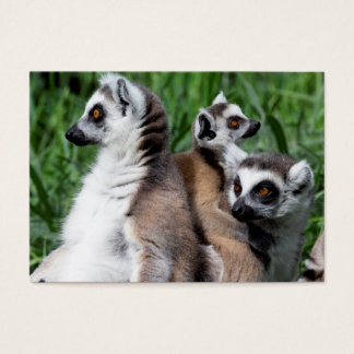 Ring-tailed Lemur Family
