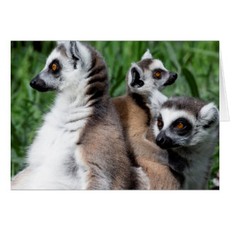 Ring-tailed Lemur Family