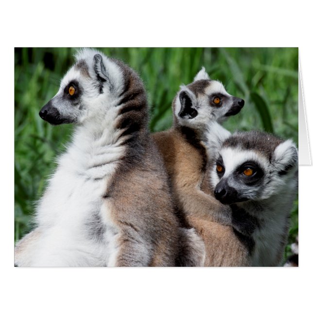 Ring-tailed Lemur Family Cards (Front Horizontal)