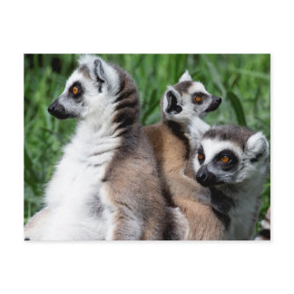 Ring-tailed Lemur Family Postcard