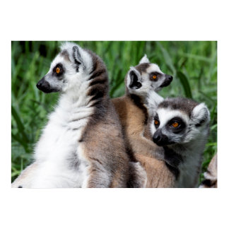 Ring-tailed Lemur Family Poster