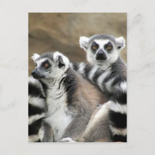 ring-tailed lemur friends postcard