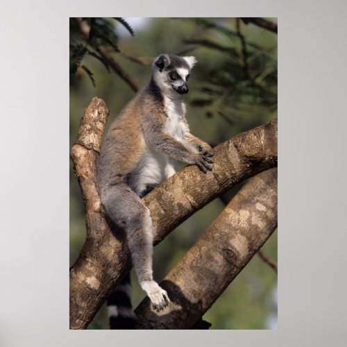 Ring_Tailed Lemur Lemur Catta Berenty Poster