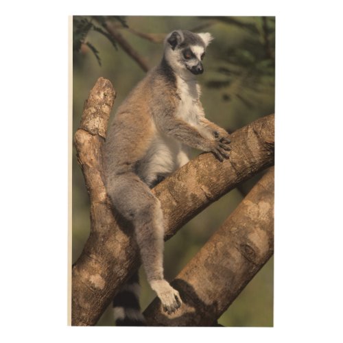 Ring_Tailed Lemur Lemur Catta Berenty Wood Wall Decor