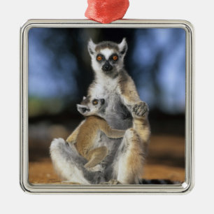 Ring-tailed Lemur, (Lemur catta), Mother and Metal Ornament