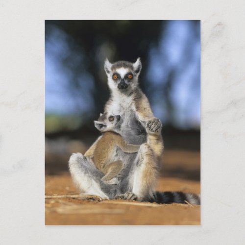 Ring_tailed Lemur Lemur catta Mother and Postcard