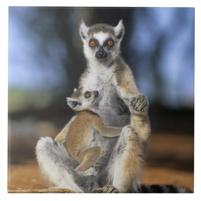 Ring-tailed Lemur, (Lemur catta), Mother and Tile (Front)