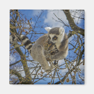 Ring-tailed lemur magnet