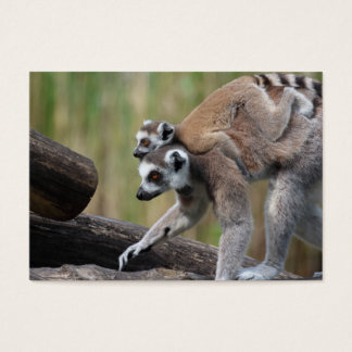 Ring-Tailed Lemur Mother And Baby
