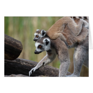 Ring-Tailed Lemur Mother And Baby