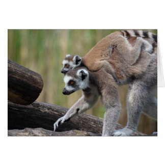 Ring-Tailed Lemur Mother And Baby
