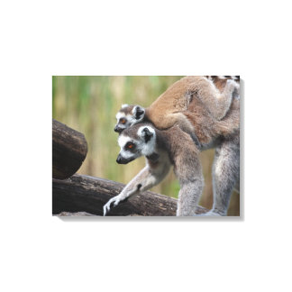 Ring-Tailed Lemur Mother And Baby Canvas Print