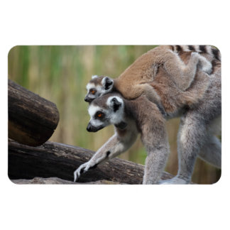 Ring-Tailed Lemur Mother And Baby Magnet