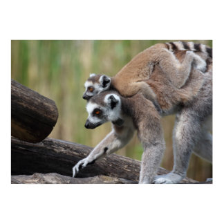 Ring-Tailed Lemur Mother And Baby Poster