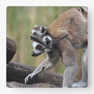 Ring-Tailed Lemur Mother And Baby Square Wall Clock
