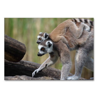 Ring-Tailed Lemur Mother And Baby Table Number