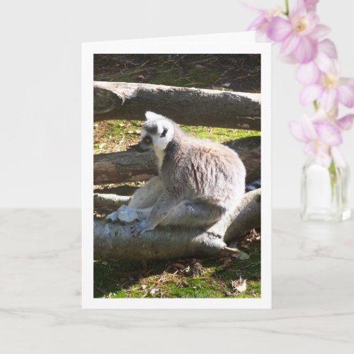 Ring_tailed Lemur On Logs Card