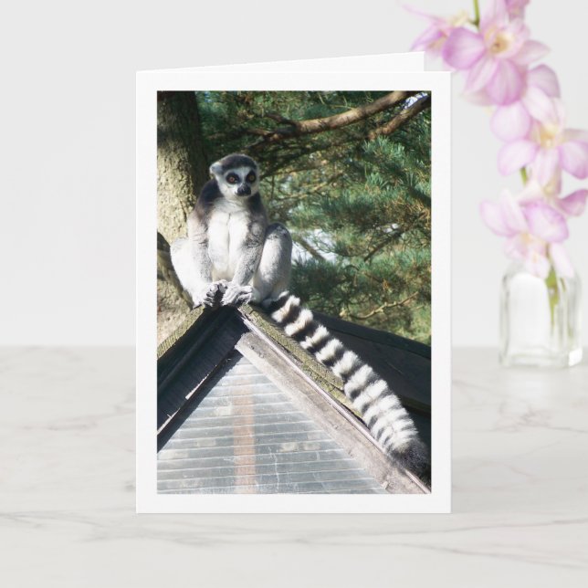 Ring-tailed Lemur On Roof Card (Orchid)