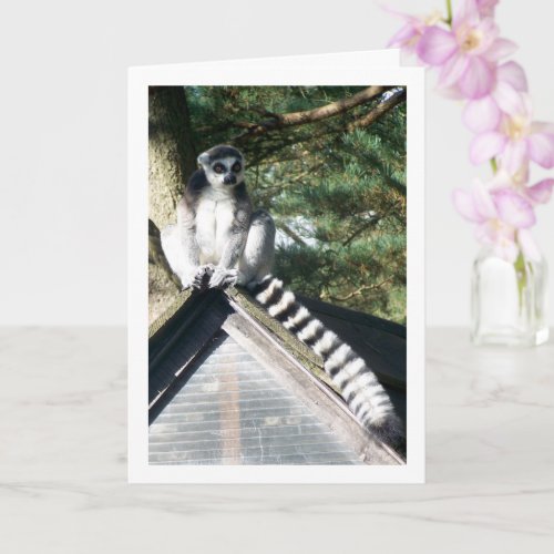 Ring_tailed Lemur On Roof Card