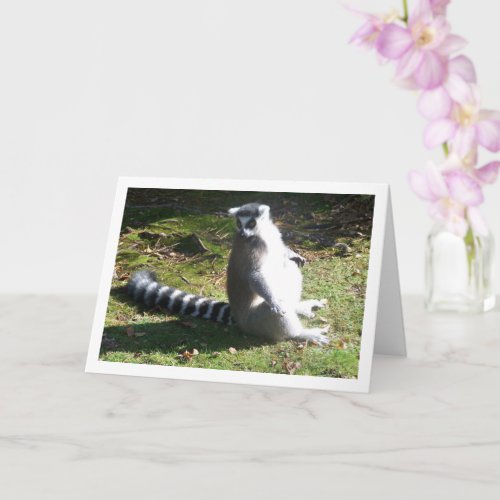 Ring_tailed lemur Portrait Card