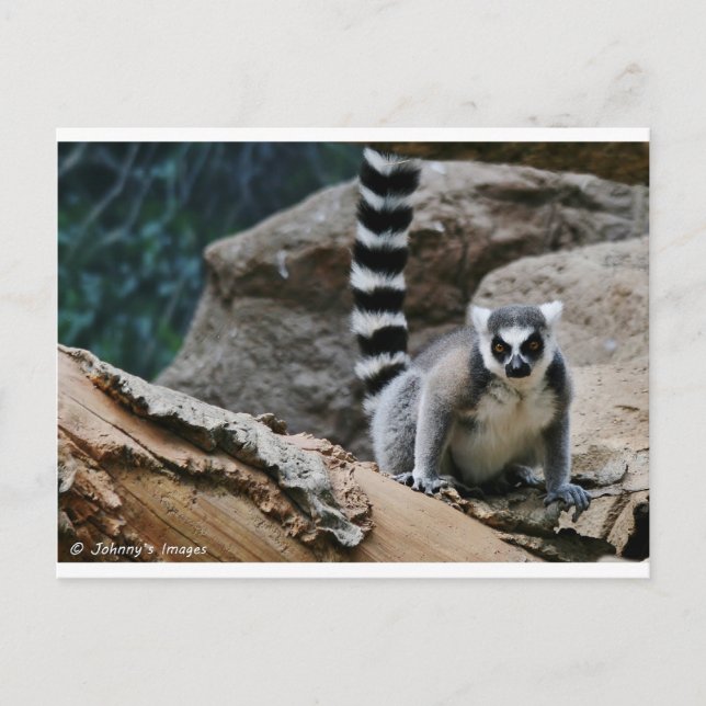 RIng Tailed Lemur Postcard (Front)