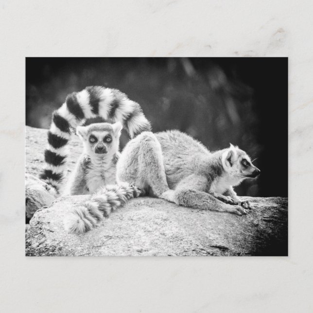 Ring-Tailed Lemur Postcard (Front)