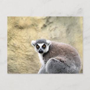 ring-tailed lemur postcard