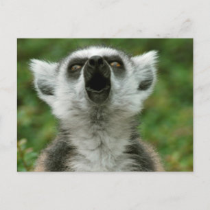 Ring-Tailed Lemur Postcard