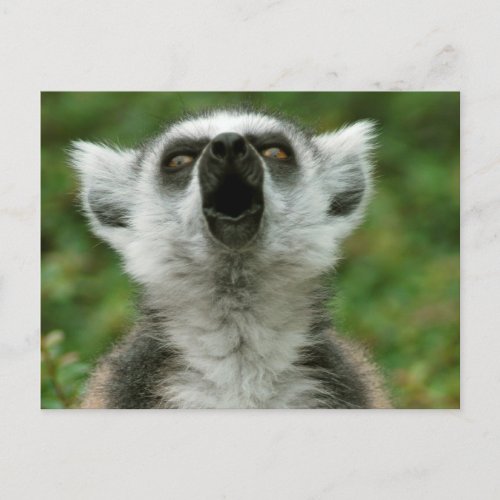 Ring_Tailed Lemur Postcard