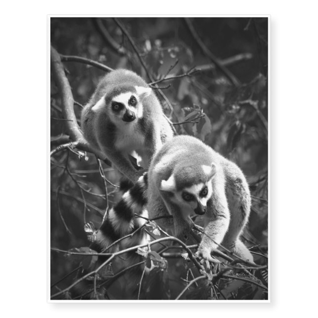 Ring Tailed Lemur Tattoo (Front)