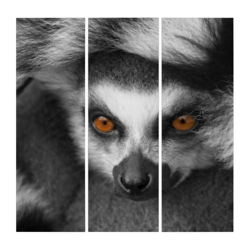 Ring Tailed Lemur Triptych