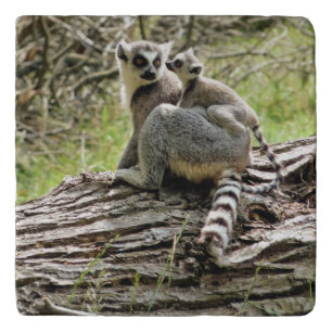 RING-TAILED LEMUR TRIVET