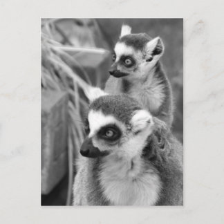 Ring-tailed lemur with baby black and white postcard