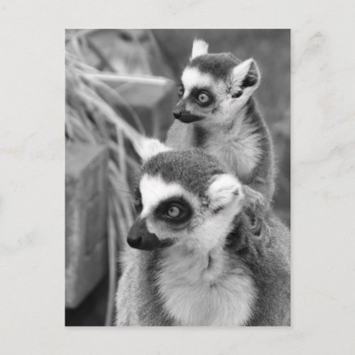 Ring_tailed lemur with baby black and white postcard
