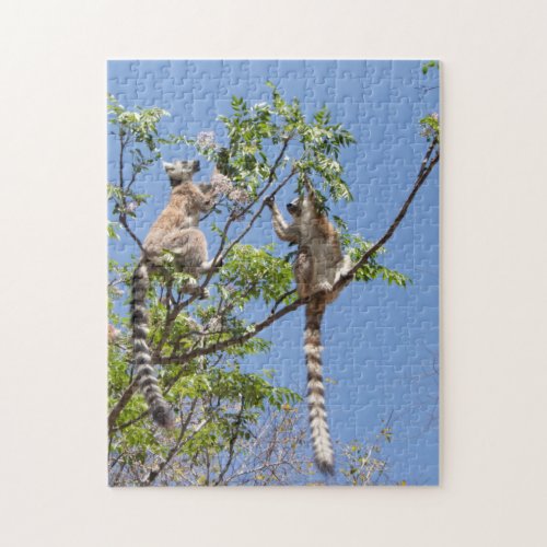 Ring_tailed lemurs jigsaw puzzle