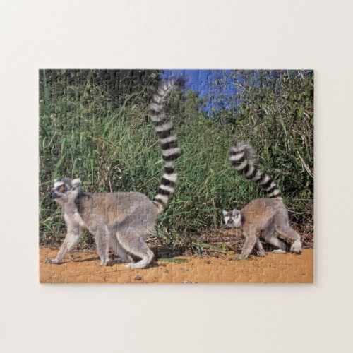 Ring_Tailed Lemurs Lemur Catta Berenty Jigsaw Puzzle